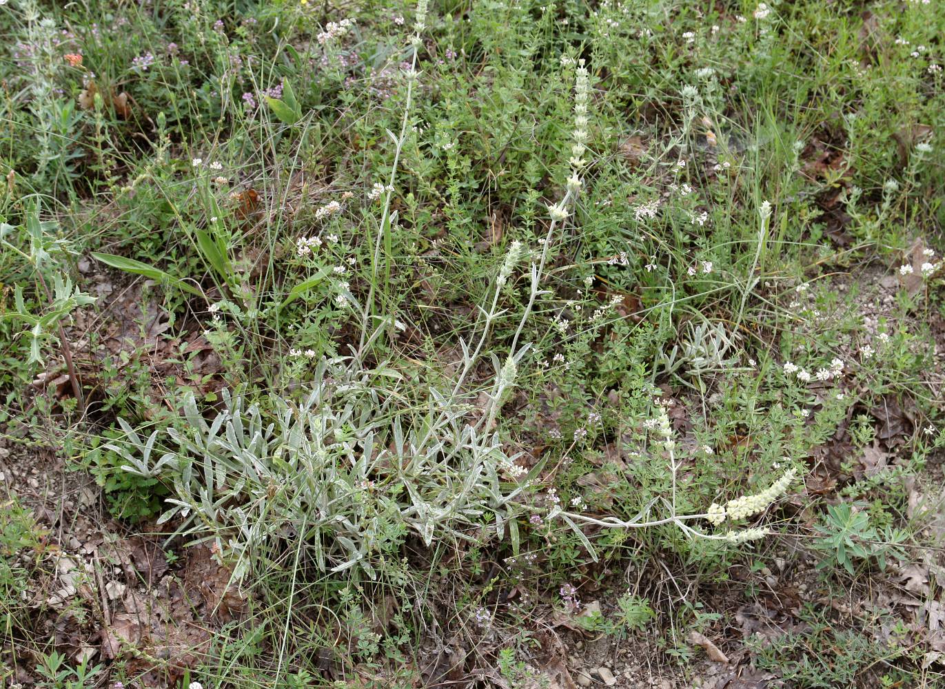 Image of Sideritis taurica specimen.