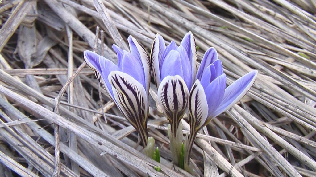 Белый шафран. Crocus reticulatus. Крокус сетчатый. Шафран сетчатый (Крокус). Шафран Банатский (Crocus banaticus).