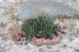 Saussurea famintziniana