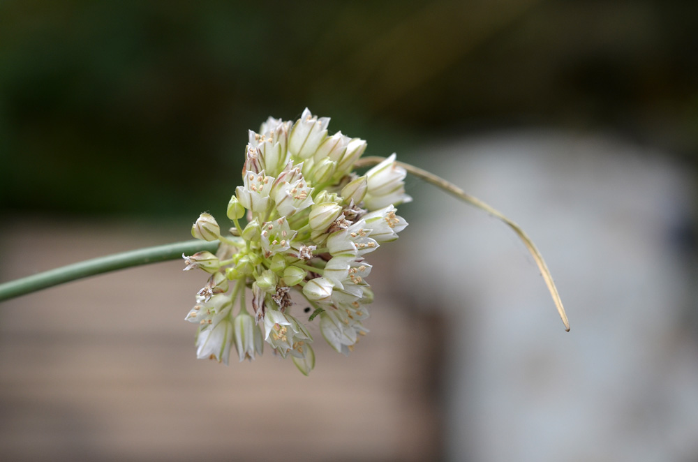 Image of Allium alexandrae specimen.