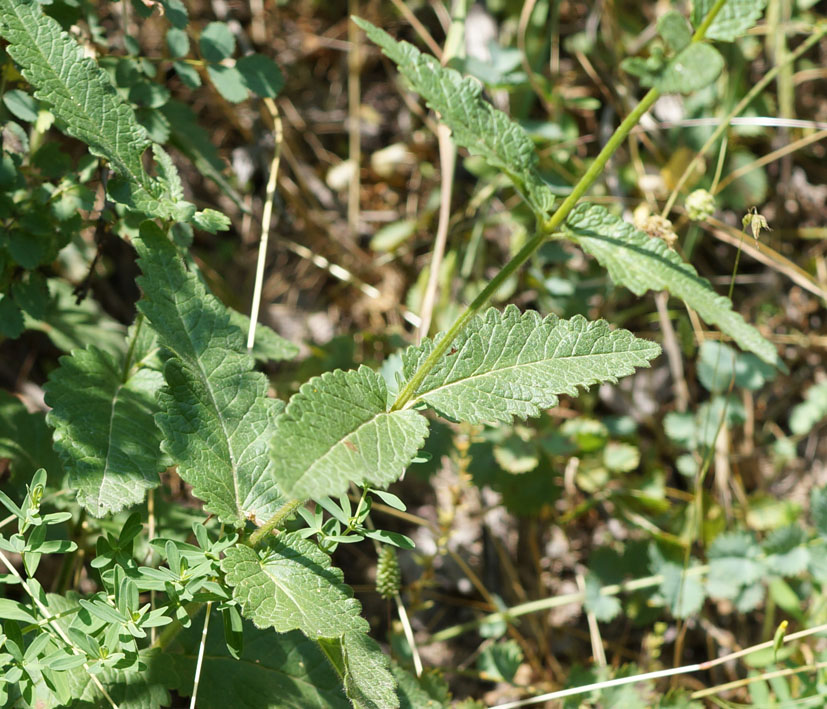 Изображение особи Betonica betoniciflora.