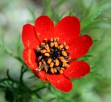 Adonis flammea