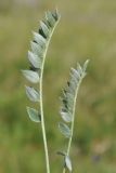 род Oxytropis