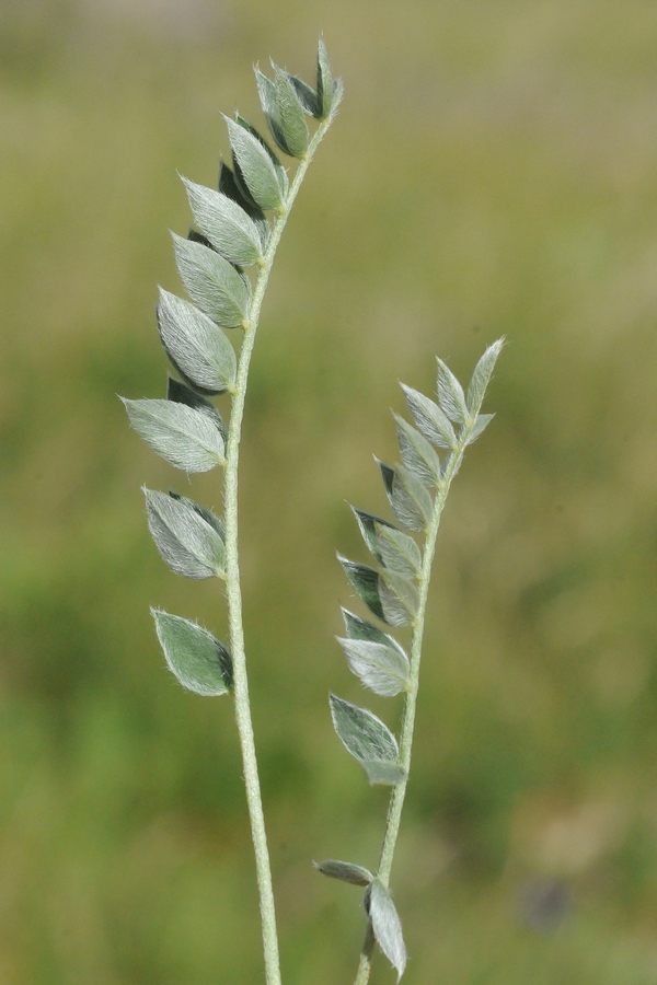 Изображение особи род Oxytropis.