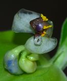 Commelina erecta