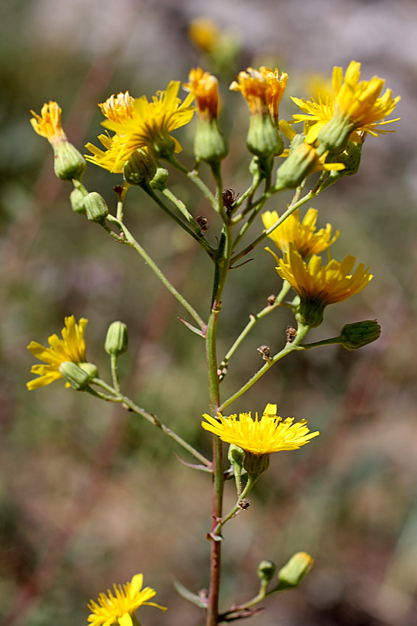 Image of Hieracium robustum specimen.