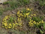 Potentilla humifusa