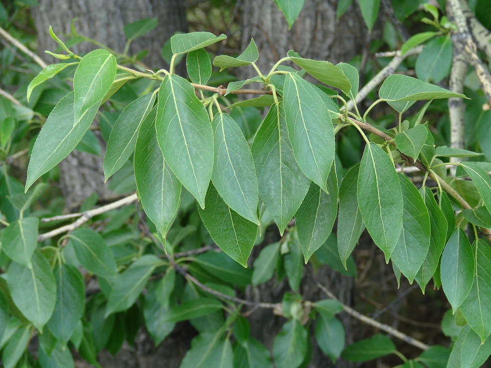 Image of Populus suaveolens specimen.