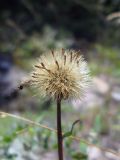 Aster alpinus. Соплодие. Иркутская обл., окр. г Усть-Кут, сопка \"Скала Мир\". 11.08.2009.