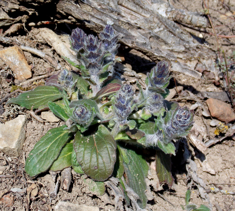 Image of Ajuga orientalis specimen.