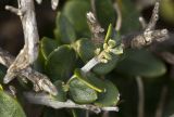 Olea europaea var. sylvestris