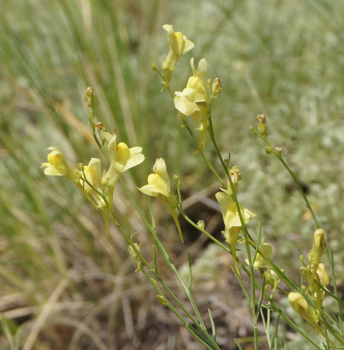 Изображение особи род Linaria.