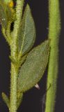 Image of taxon representative. Author is Татьяна Мальчинская