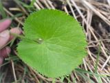 Ranunculus cassubicus. Прикорневой лист. Ленинградская обл., Ломоносовский р-н, долина р. Шингарка, влажный луг. 17.05.2015.