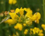 Lotus corniculatus