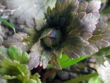 Trollius asiaticus