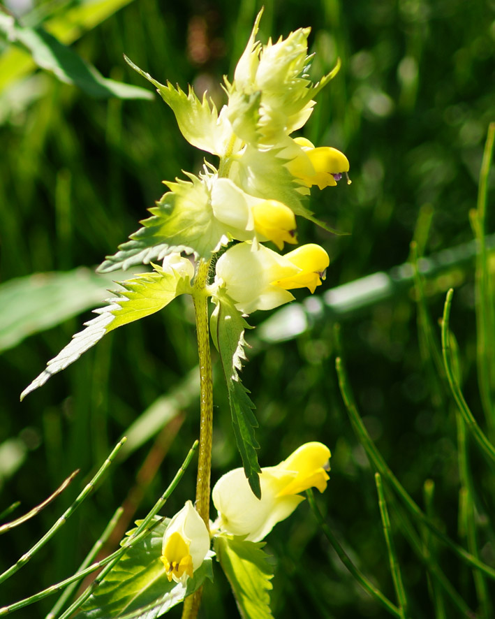 Image of Rhinanthus serotinus specimen.