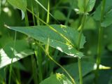 Crepis paludosa. Стеблевой лист. Ленинградская обл., Волхов, вдоль ж. д. около пл. 119 км. 09.06.2013.