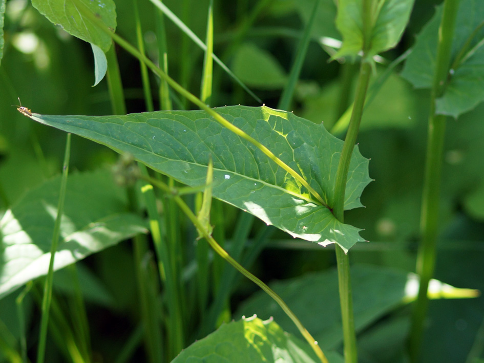 Image of Crepis paludosa specimen.