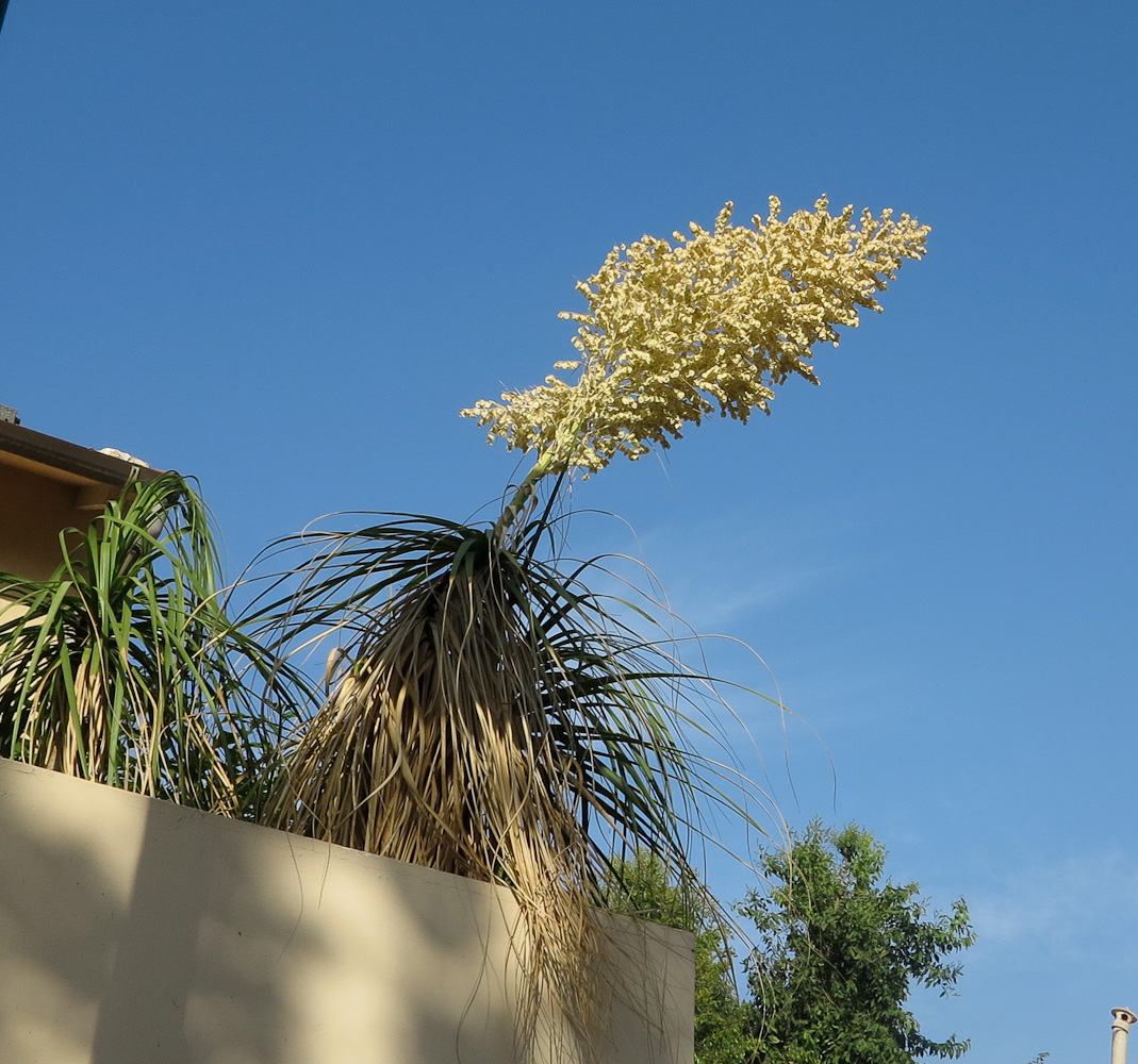 Image of Beaucarnea recurvata specimen.