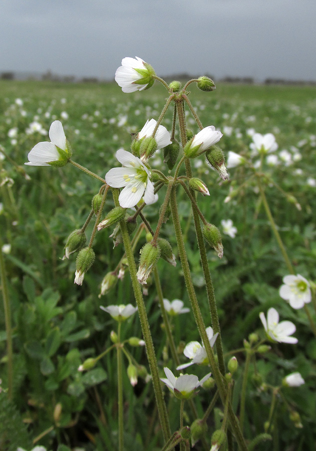 Изображение особи Holosteum glutinosum ssp. liniflorum.