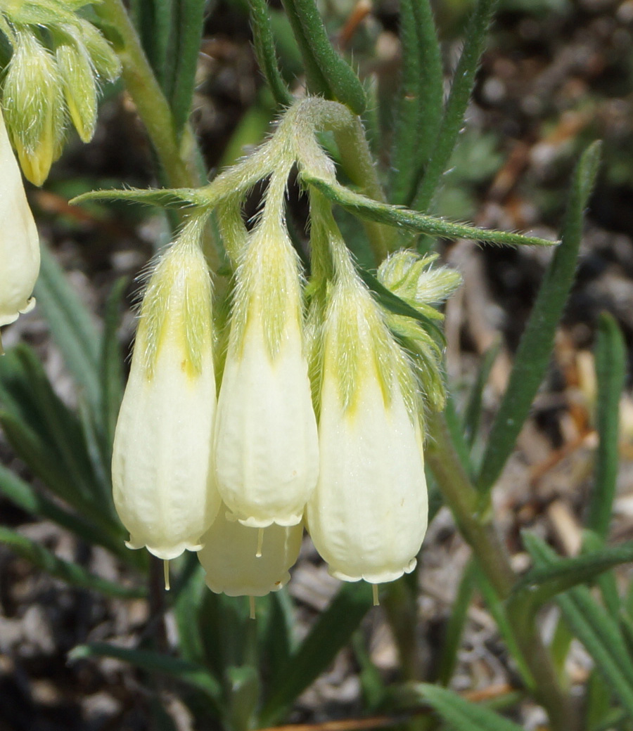 Image of Onosma simplicissima specimen.