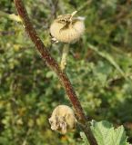 Alcea nudiflora