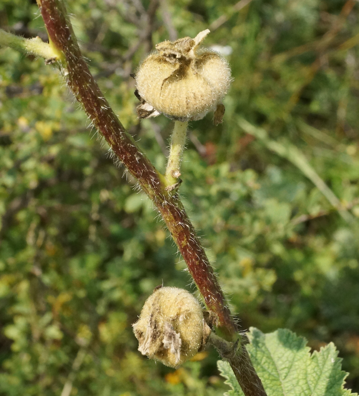 Image of Alcea nudiflora specimen.