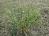 Salix abscondita. Молодое растение. Иркутская обл., Иркутский р-н, дер. Позднякова, луг с редкими кустарниками. 31.05.2015.