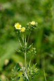 Potentilla argentea. Верхушка цветущего растения. Татарстан, Нижнекамский р-н, окр. дер. Благодатная, лесостепной участок с чередованием степи и перелесков с преобладанием дуба, открытый участок. 29 мая 2016 г.