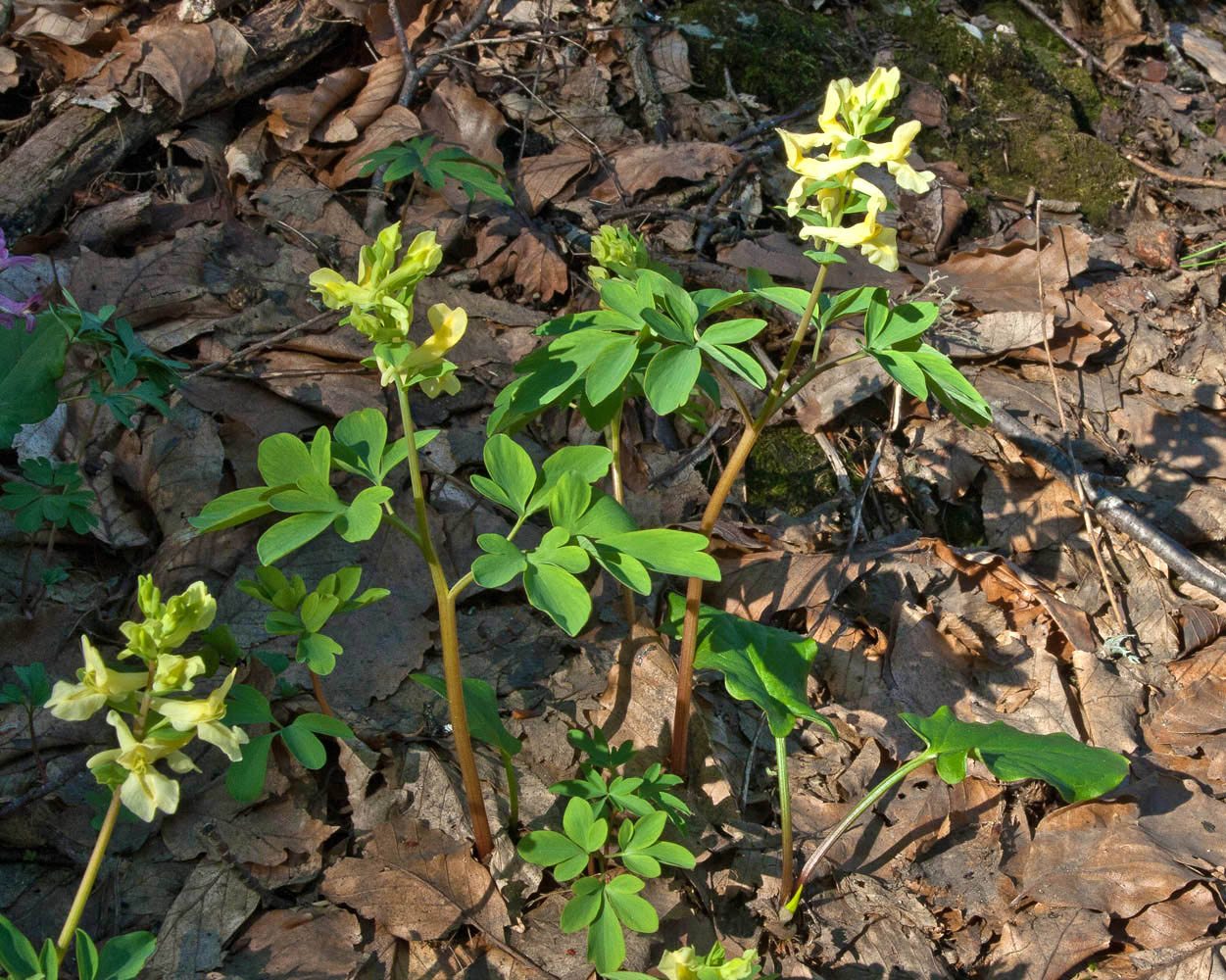 Изображение особи Corydalis marschalliana.