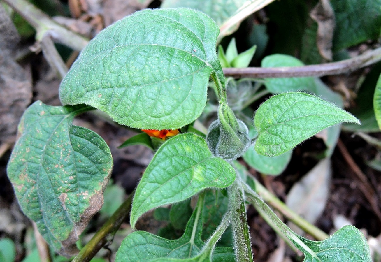 Image of Tithonia rotundifolia specimen.