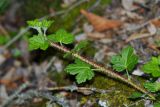 Grossularia burejensis. Молодой побег. Приморский край, Дальнегорский городской округ, окр. с. Лидовка, устье р. Лидовки на правом берегу. 11.06.2016.