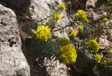 Euphorbia rigida