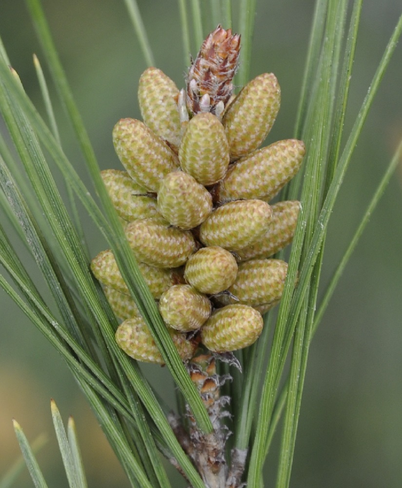 Image of Pinus halepensis specimen.