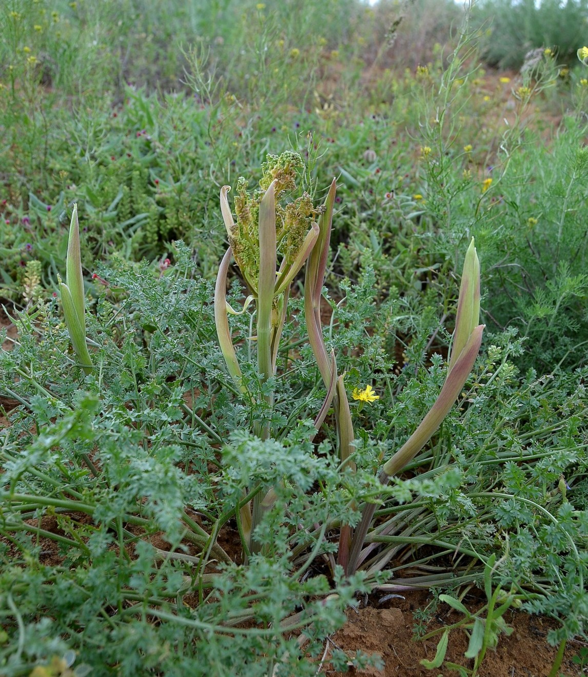 Image of Ferula caspica specimen.