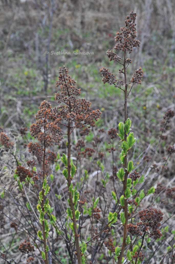 Изображение особи Spiraea salicifolia.
