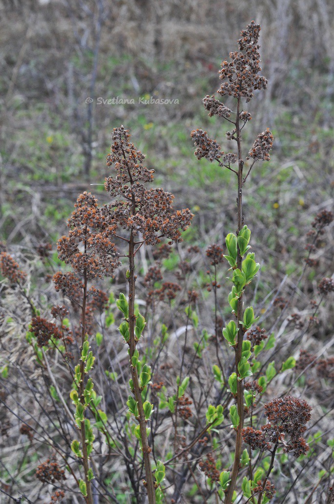 Image of Spiraea salicifolia specimen.