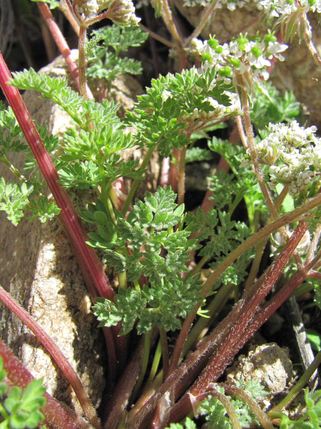 Изображение особи Chaerophyllum humile.