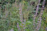 Vitex agnus-castus