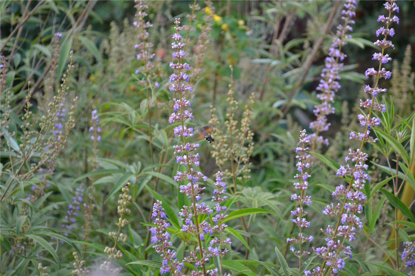 Изображение особи Vitex agnus-castus.