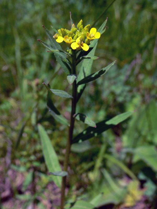Image of Erysimum cheiranthoides specimen.