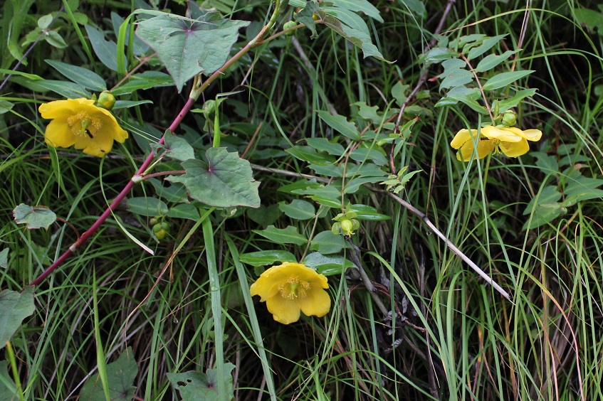 Image of Hypericum choisianum specimen.