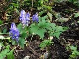 Aconitum axilliflorum. Цветущее растение. Приморье, окр. г. Находка, смешанный лес. 07.09.2016.