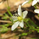 Sagina nodosa