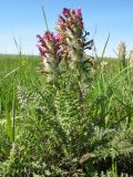 Pedicularis dasystachys