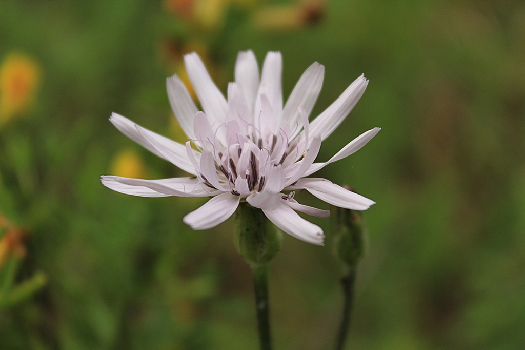 Image of Scorzonera purpurea specimen.