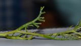 Image of taxon representative. Author is Татьяна Мальчинская