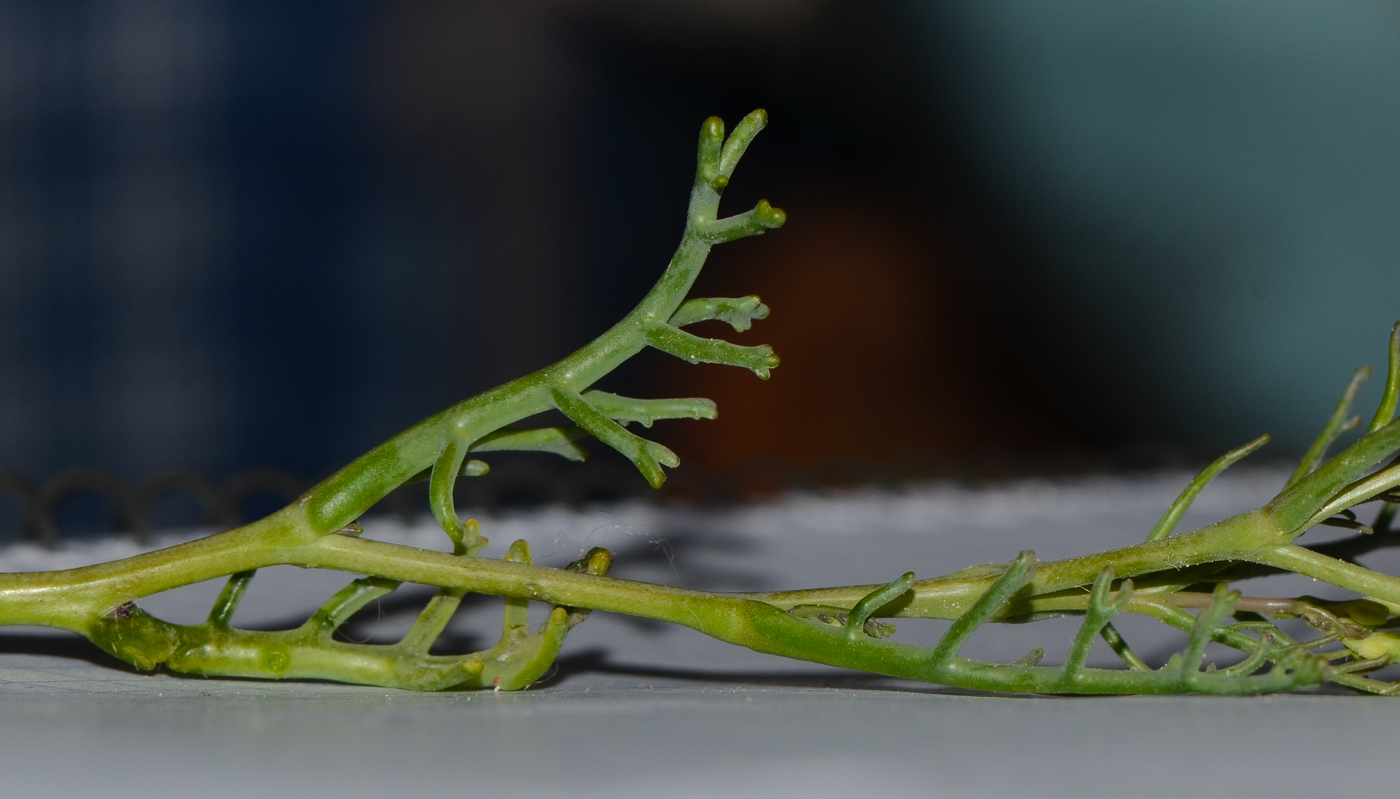 Изображение особи Pseuderucaria clavata.