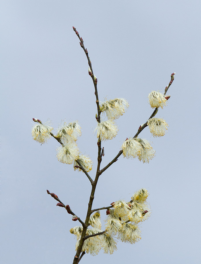 Image of Salix caprea specimen.